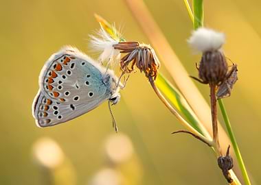 Butterfly on a Dried Flower