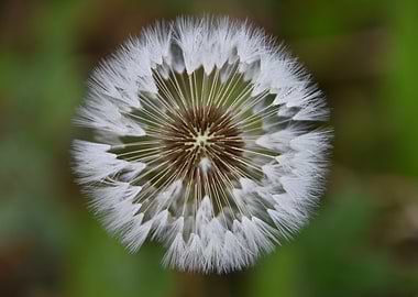 Dandelion Seed Head Close-Up