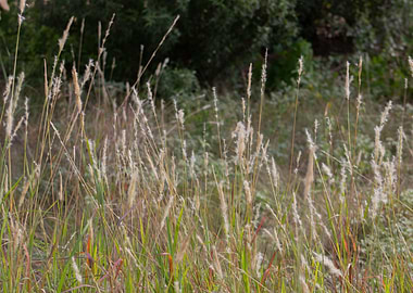 Field of Tall Grasses