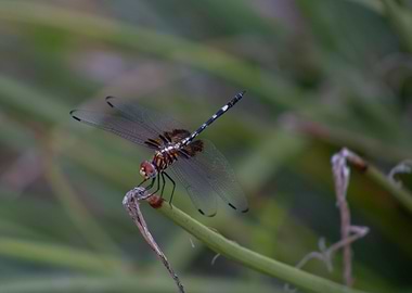 Dragonfly on a Stem