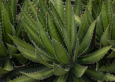 Mexican Agave Plant Close-Up