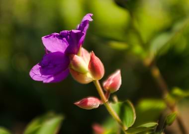 Purple Flower with Buds