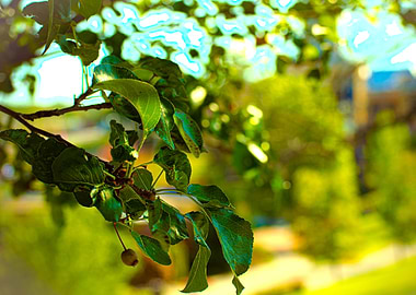 Green Leaves and Seeds on Branch