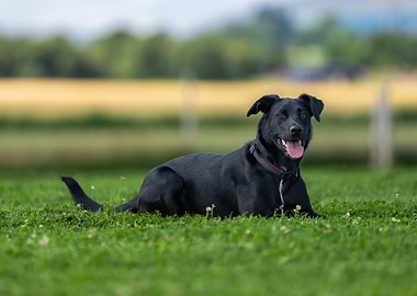 Black Dog Relaxing on Green Grass