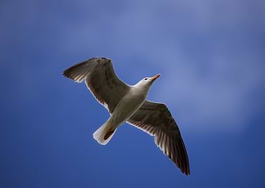 Seagull in flight against blue sky