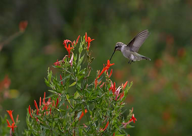 Hummingbird and Firecracker Plant