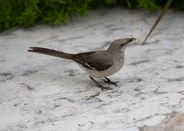 Mockingbird with Insect
