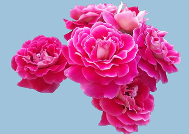 Pink Roses on Blue Background