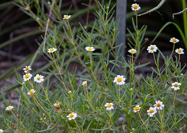 White and Yellow Blackfoot Daisy Flowers