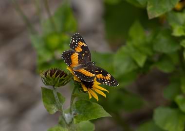 Texas Butterfly on a Sunflower