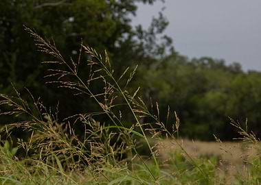 Field of Grass with Forest Backdrop