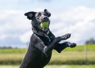 Black Dog Catching Ball
