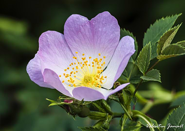 Delicate dog rose (Rosa canina) Flower Close-Up