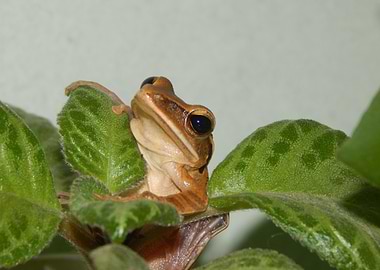 Frog on Green Leaves