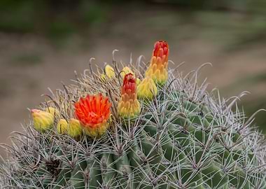 Flowering Barrel Cactus