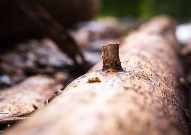 Close-up of a Fallen Tree Branch