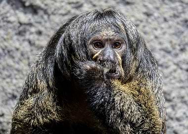 Saki Monkey Portrait
