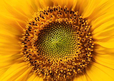 Close-up of a Vibrant Sunflower