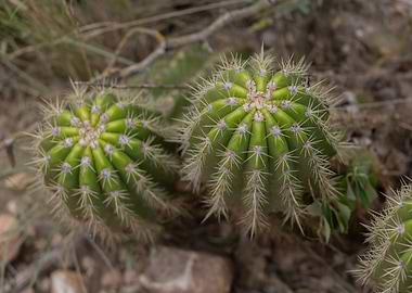 Green Barrel Cactus Close-Up