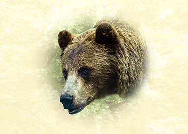 Brown Bear Head Portrait