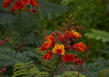 Peacock Flower Closeup