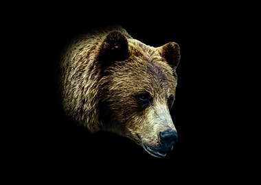 Brown Bear Head on Black Background