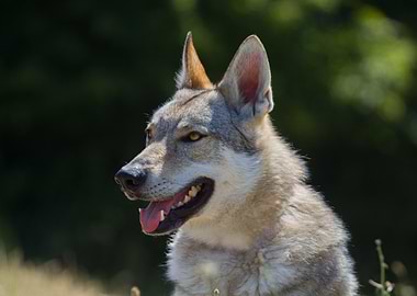 Wolfdog portrait in natural light