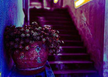 Potted Plant on Steps