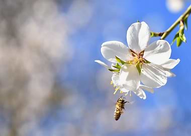 Bee approaching white flower on branch