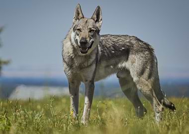 Gray Wolf Standing in Grassy Field