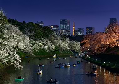 Tokyo at Night with Cherry Blossoms