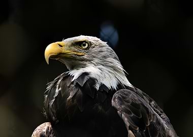 Bald Eagle Portrait
