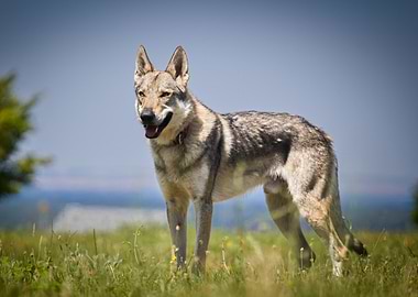 Czechoslovak Wolfdog Portrait in Grassy Field