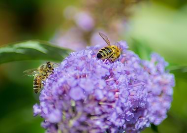 Bees on Purple Flower