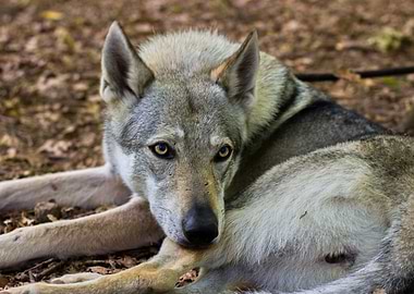 Resting Wolf Portrait