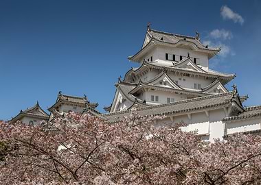Himeji Castle with Cherry Blossoms