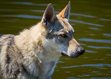 Wolfdog in Water