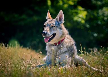 Wolfdog resting in a grassy field