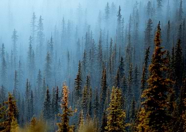 Misty Forest Landscape