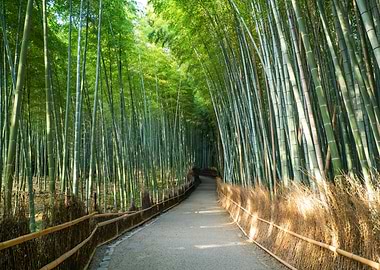 Arashiyama Bamboo Forest Path