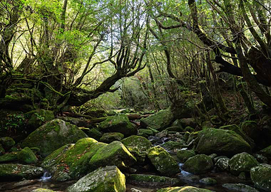 Mossy Forest Stream Yakushima Landscape