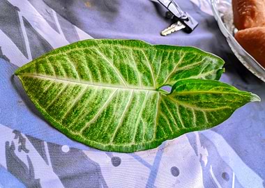 Green and White Syngonium Leaf