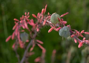 Red Yucca Flower and Seed Pods