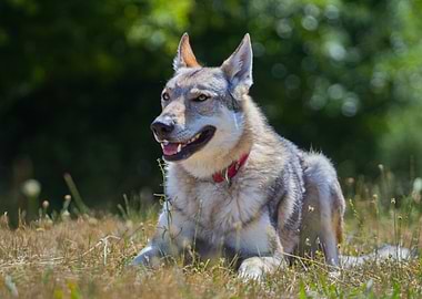 Wolfdog Portrait in Grassy Field