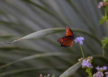 Queen Butterfly on Purple Flower