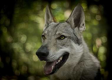 Wolfdog Portrait in Natural Setting