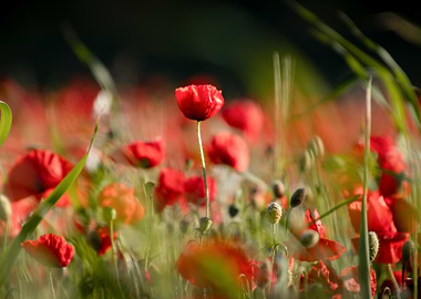 Field of Red Poppies in Bloom