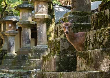 Deer in Nara Park, Japan