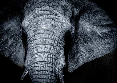 Elephant Portrait in Black and White
