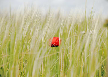 Red poppy in a wheat field
